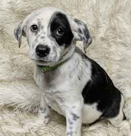 Photo of AAD New Arrival! Chilly - 25309