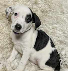 Photo of AAD New Arrival! Merry - 25308