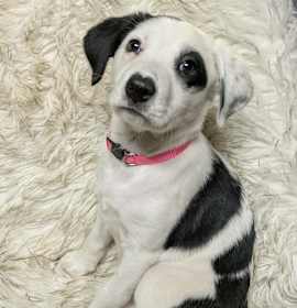 Photo of AAD New Arrival! Tinsel - 25307