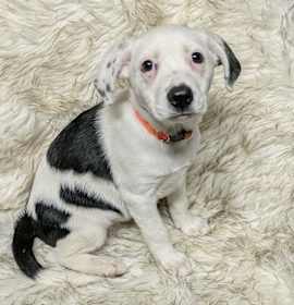 Photo of AAD New Arrival! Flurry - 25304