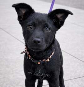 Photo of Bib Fortuna