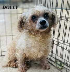 Photo of Dolly