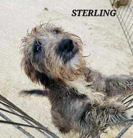 Photo of Sterling