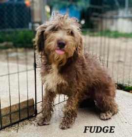Photo of Fudge