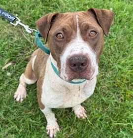 Wreck it Ralph photo 1