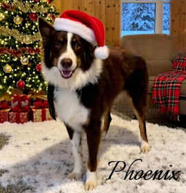 Photo of Phoenix