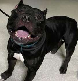 Photo of French Fry McGhee