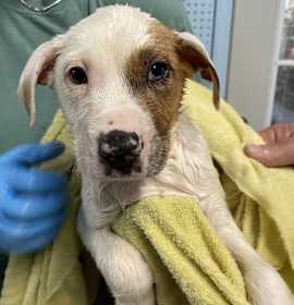 Photo of 032404 - Cuddles