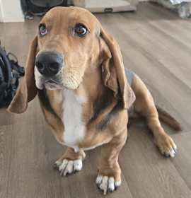 Photo of Otis (San Jose)