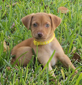 Photo of Gingerbread