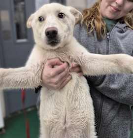 Photo of PUPPIES: Robin & Starfire