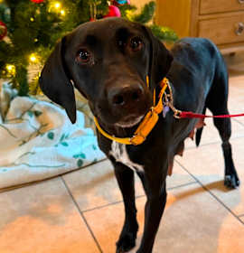 Photo of Abcde (Abby)