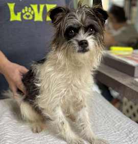 Photo of Partridge (NOT YET AVAILABLE)