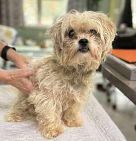 Photo of Fwankie (NOT YET AVAILABLE)