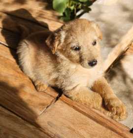 Photo of Retv Pup Pixie