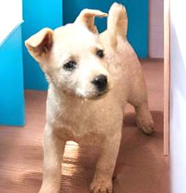 Photo of Retv pup Lacey