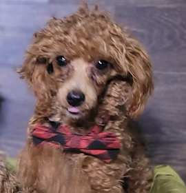 Photo of RITCHIE in RHODE ISLAND