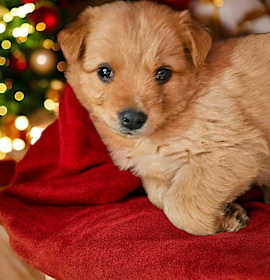 Photo of Retv pup GOLDIE