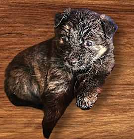 Photo of Retv Pup Buffy