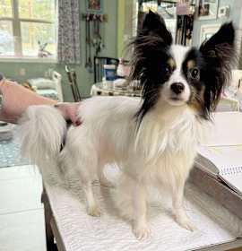 Photo of Jonti (NOT YET AVAILABLE)