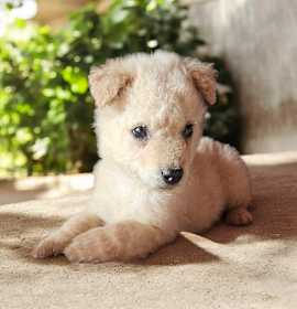 Photo of Retv Pup Curly