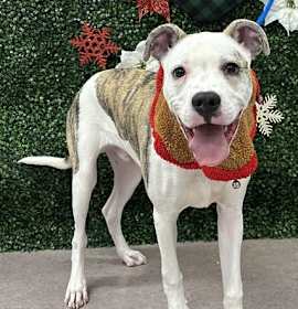 Photo of Piggly Wiggly