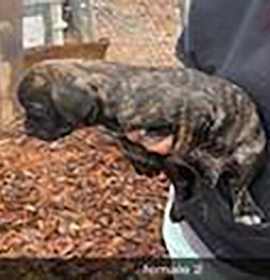 Photo of Logan's Pup Jacques