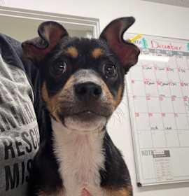 Photo of Jimbo/Tommy Two Tone