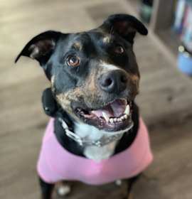 Photo of NY Toby (Home in Babylon)