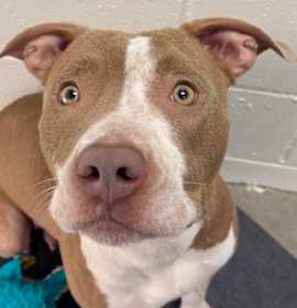 Photo of Gingerbread