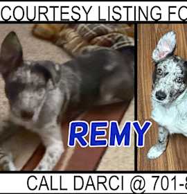 Photo of Remy - COURTESY LISTING