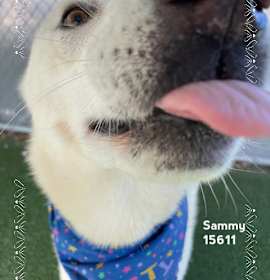 Photo of SAMMY