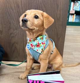 Photo of Georgia Joy