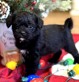 Photo of Figgy Pudding