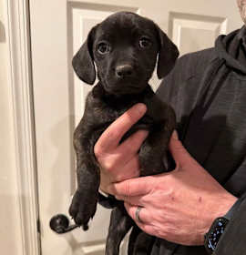 Photo of Logan's Pup Peaches