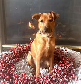 Photo of Fern's Snickers