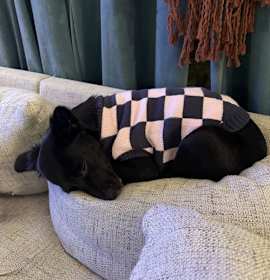 Olive VIII (New Digs) photo 4