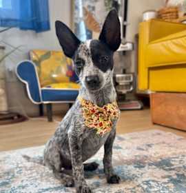 Photo of Cranberry Thanksgiving