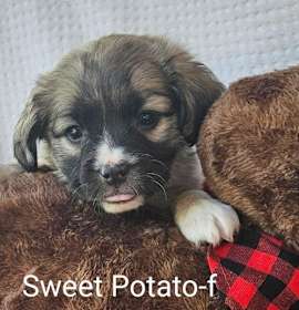 Photo of Sweet Potato
