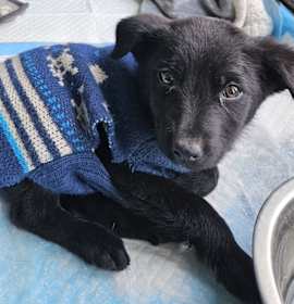 Photo of Musketeer 2