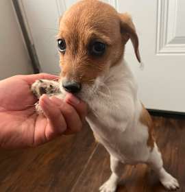 Photo of Puppy Jack Russell mix