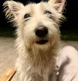 Photo of Hypoallergenic Westie girl Clue