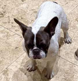 Photo of Frenchie puppy girl Mimi