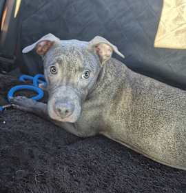 Photo of PUPPY: Porkchop