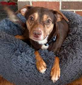 Photo of Cindy Lou Who