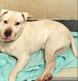 Photo of DA 28 Bravo