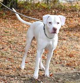 Photo of DA 12 Dollar