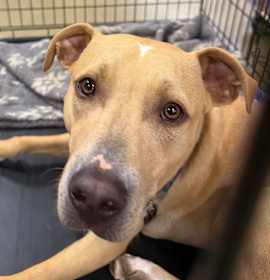 Photo of Yeller FOSTER OR ADOPTER NEEDED