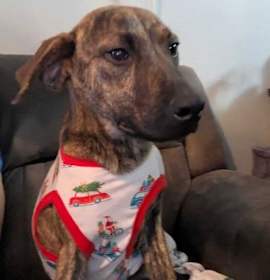 Photo of Ridge Woods