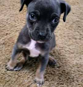 Photo of Indigo Bluey